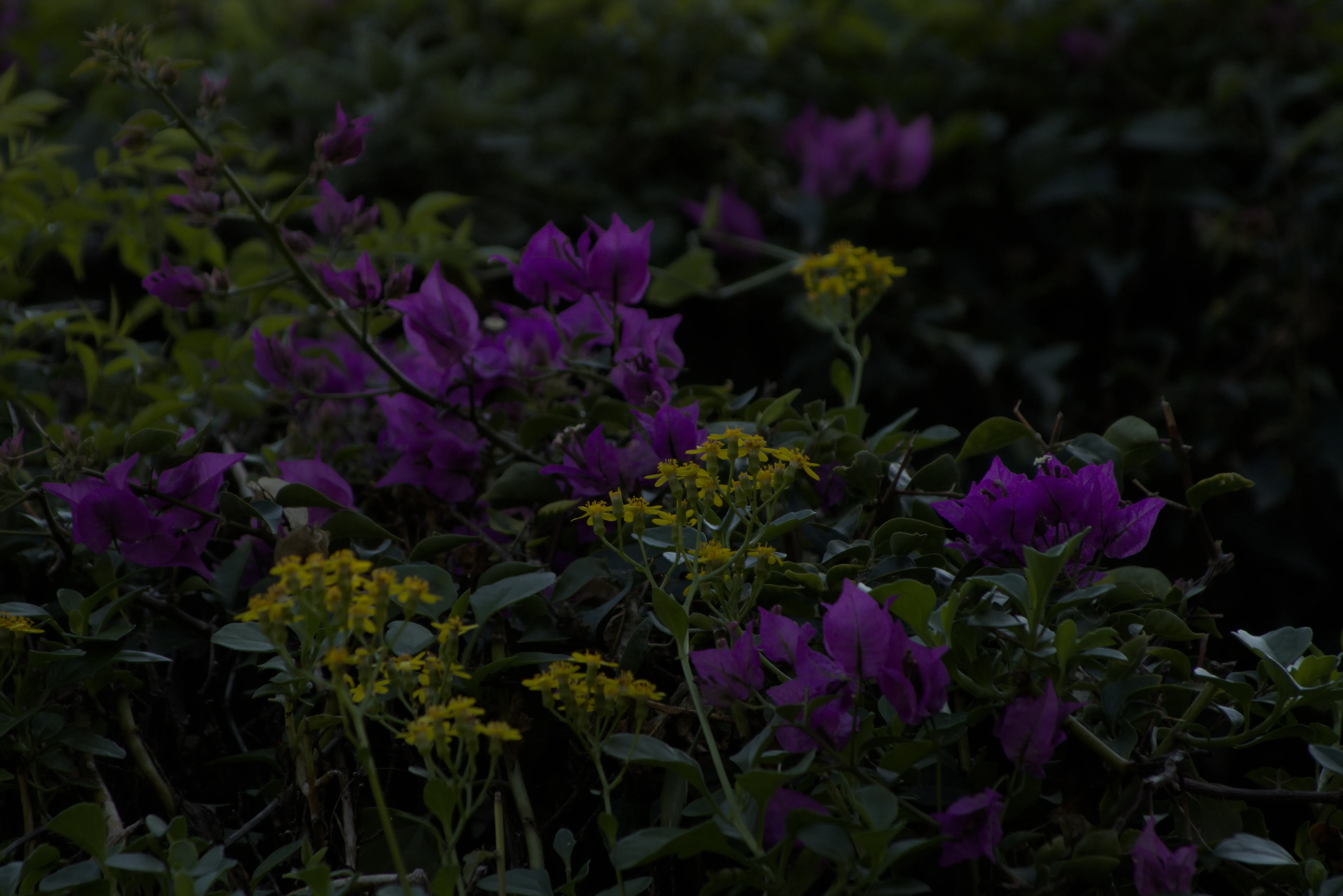 Tamron 28-300mm F3.5-6.3 (EF) - _I4A5117.webp